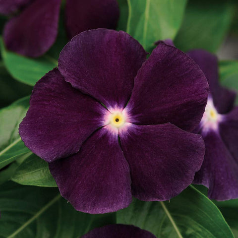 Outsidepride BlackBerry Periwinkle indoors seed-raising for early start