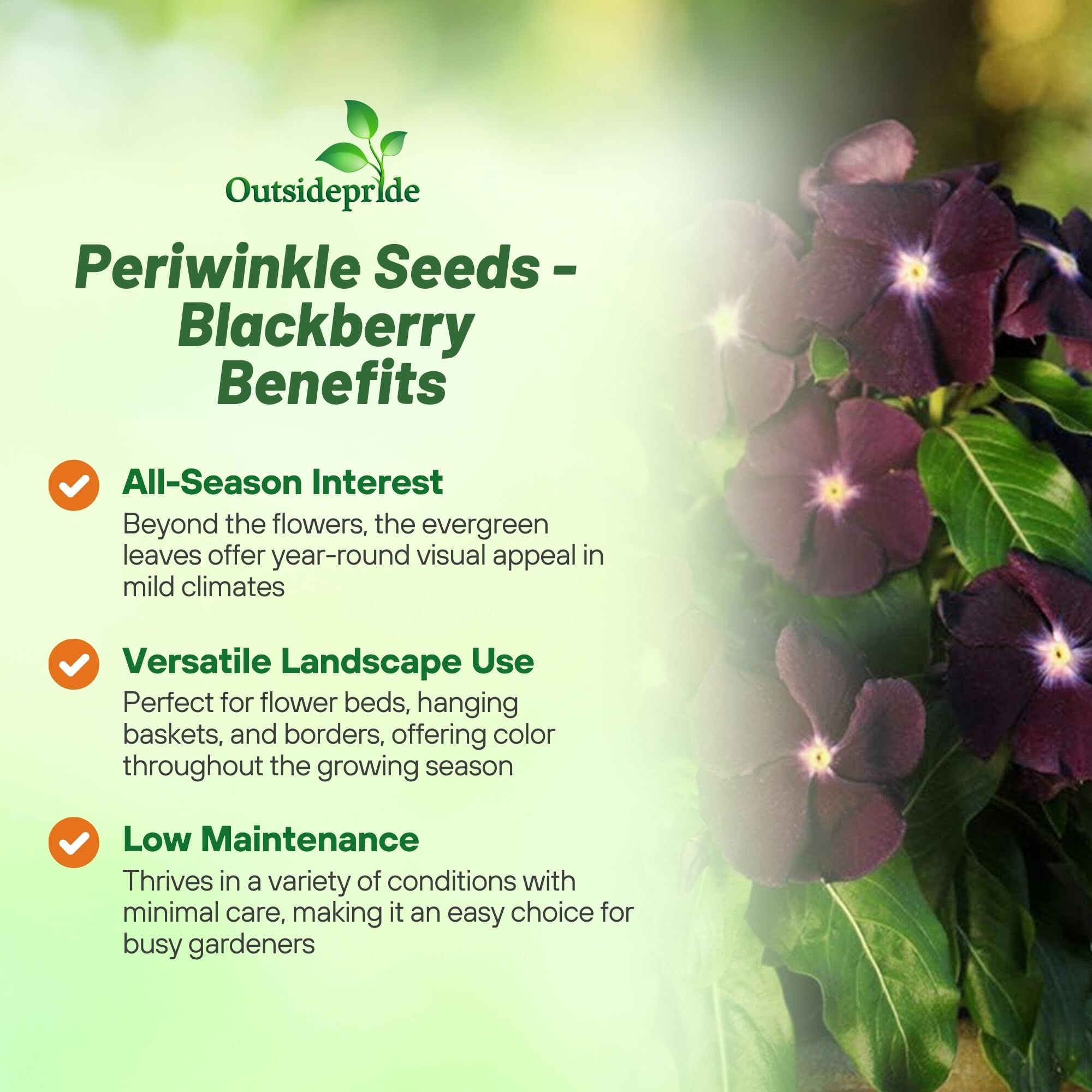 Outsidepride BlackBerry Periwinkle plants in container with vibrant flowers