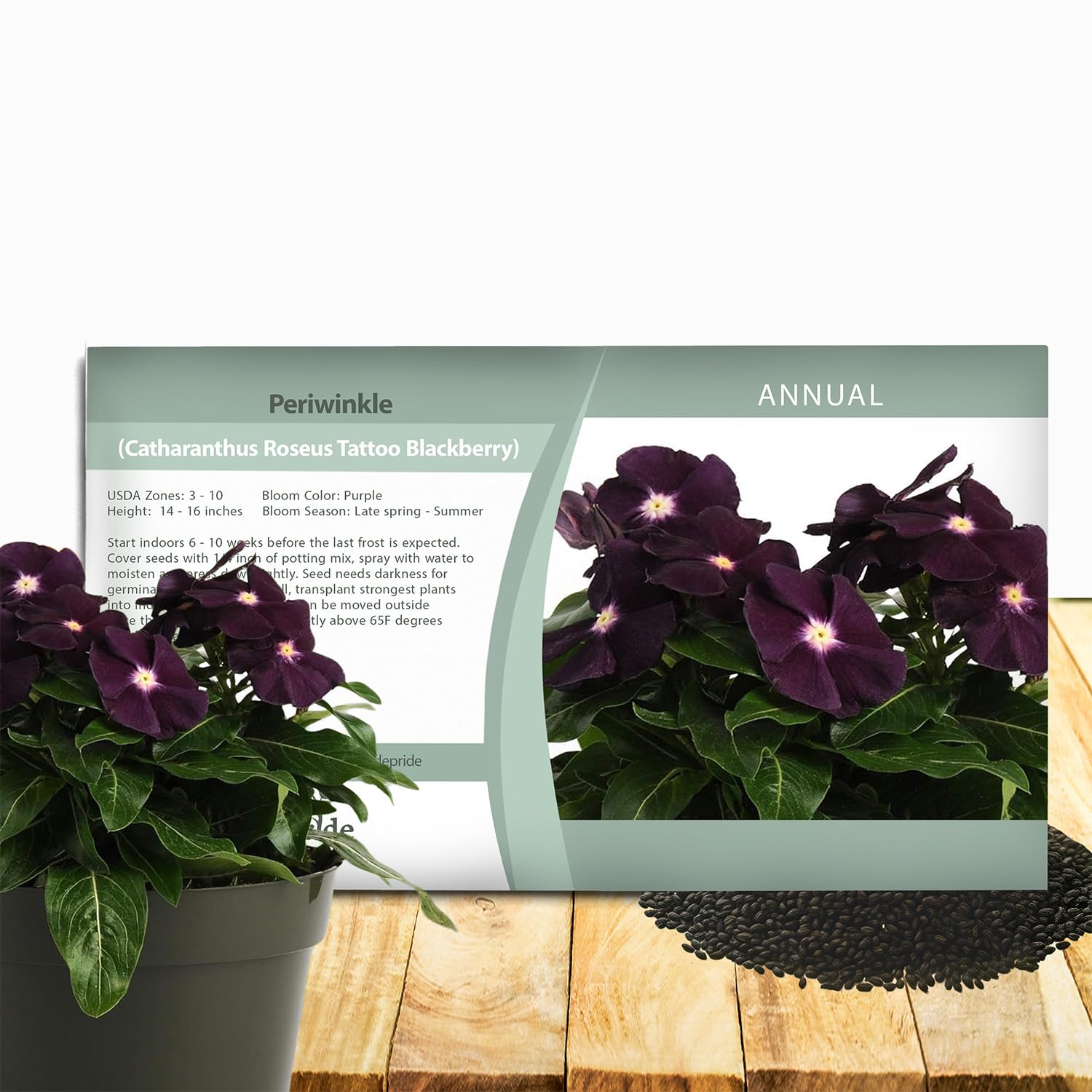 Outsidepride BlackBerry Periwinkle seeds packet for spring border color