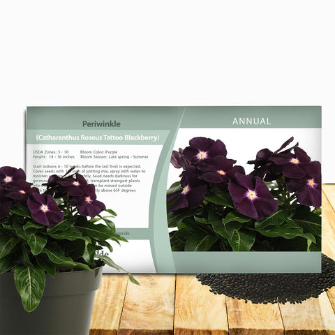 Outsidepride BlackBerry Periwinkle seeds packet for spring border color