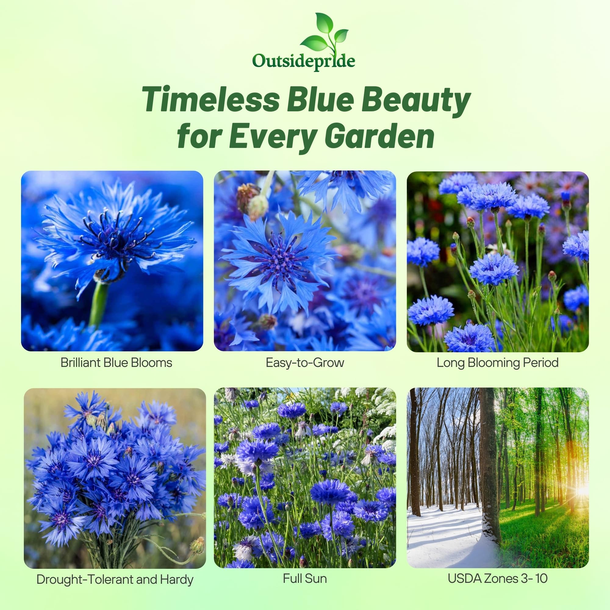 Outsidepride blue cornflower seeds closeup blossom color and detail.