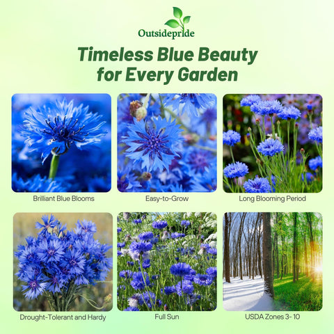 Outsidepride blue cornflower seeds closeup blossom color and detail.