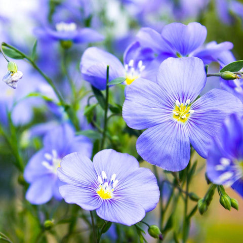 Outsidepride Blue Flax Seeds reach about 12-24 inches, ideal for tight borders and containers.