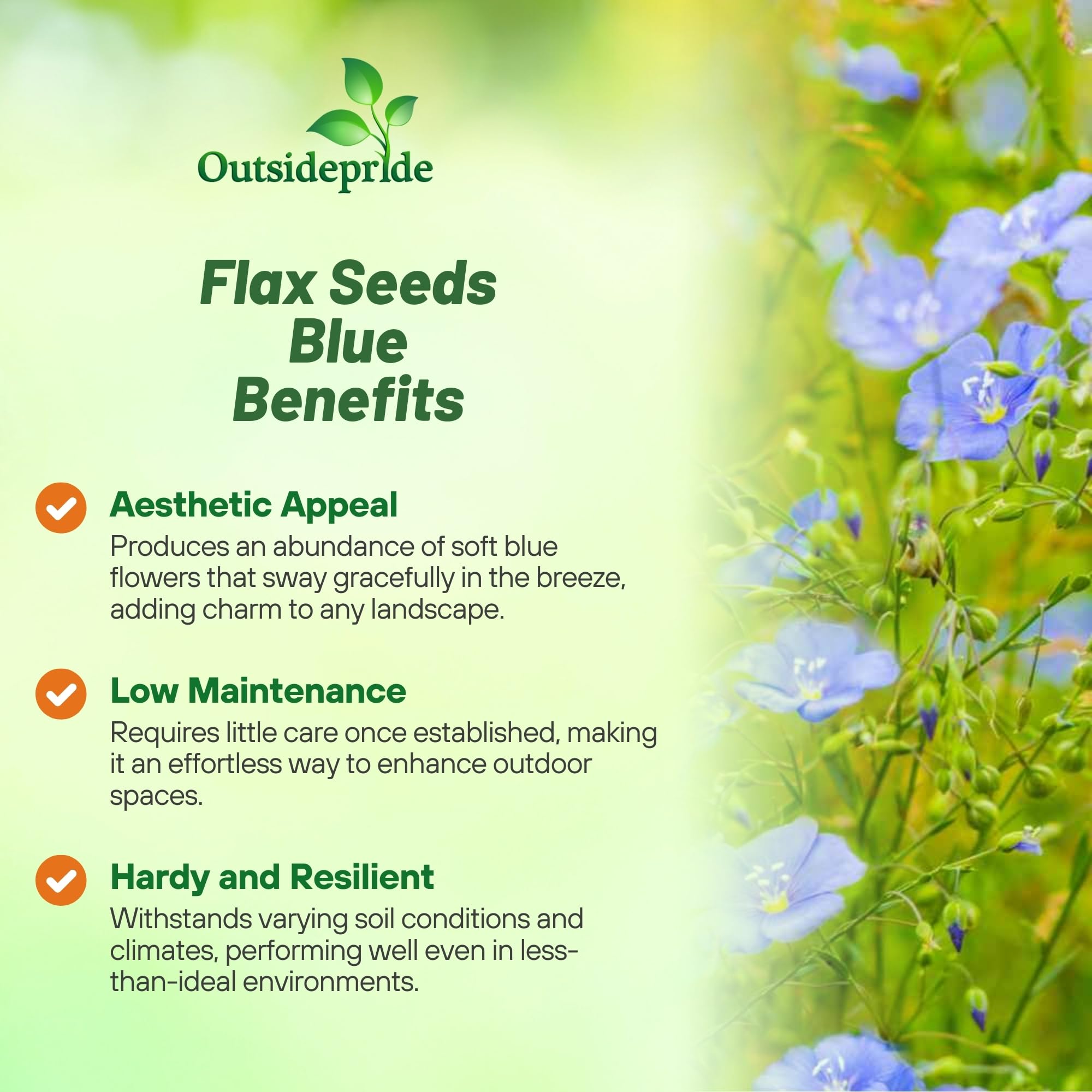 Outsidepride Blue Flax Seeds thrive in dry, sun-filled spots, supporting water-wise garden designs.