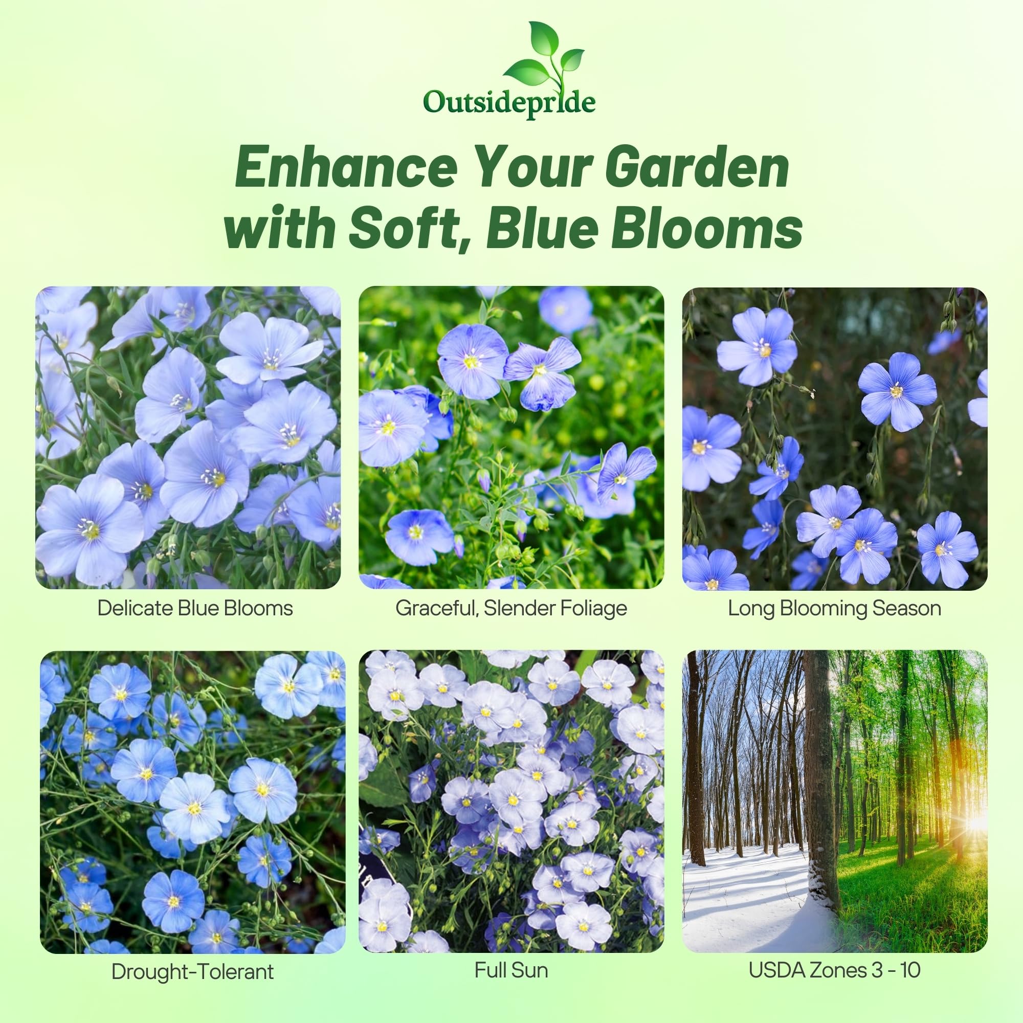 Outsidepride Blue Flax Seeds create a meadow-like display with swaying blooms in sunny fields.