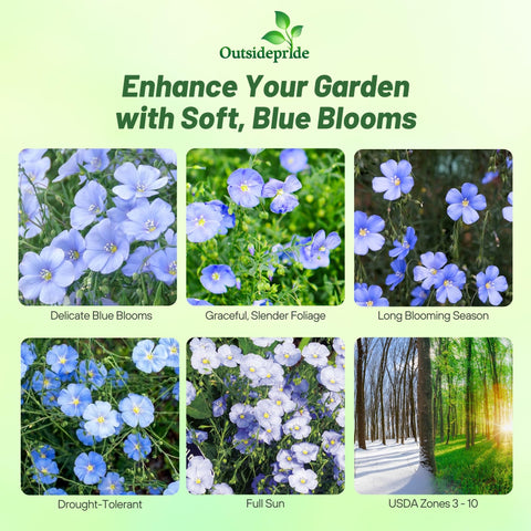 Outsidepride Blue Flax Seeds create a meadow-like display with swaying blooms in sunny fields.