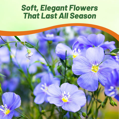 Outsidepride Blue Flax Seeds attract bees and butterflies for a lively pollinator garden.