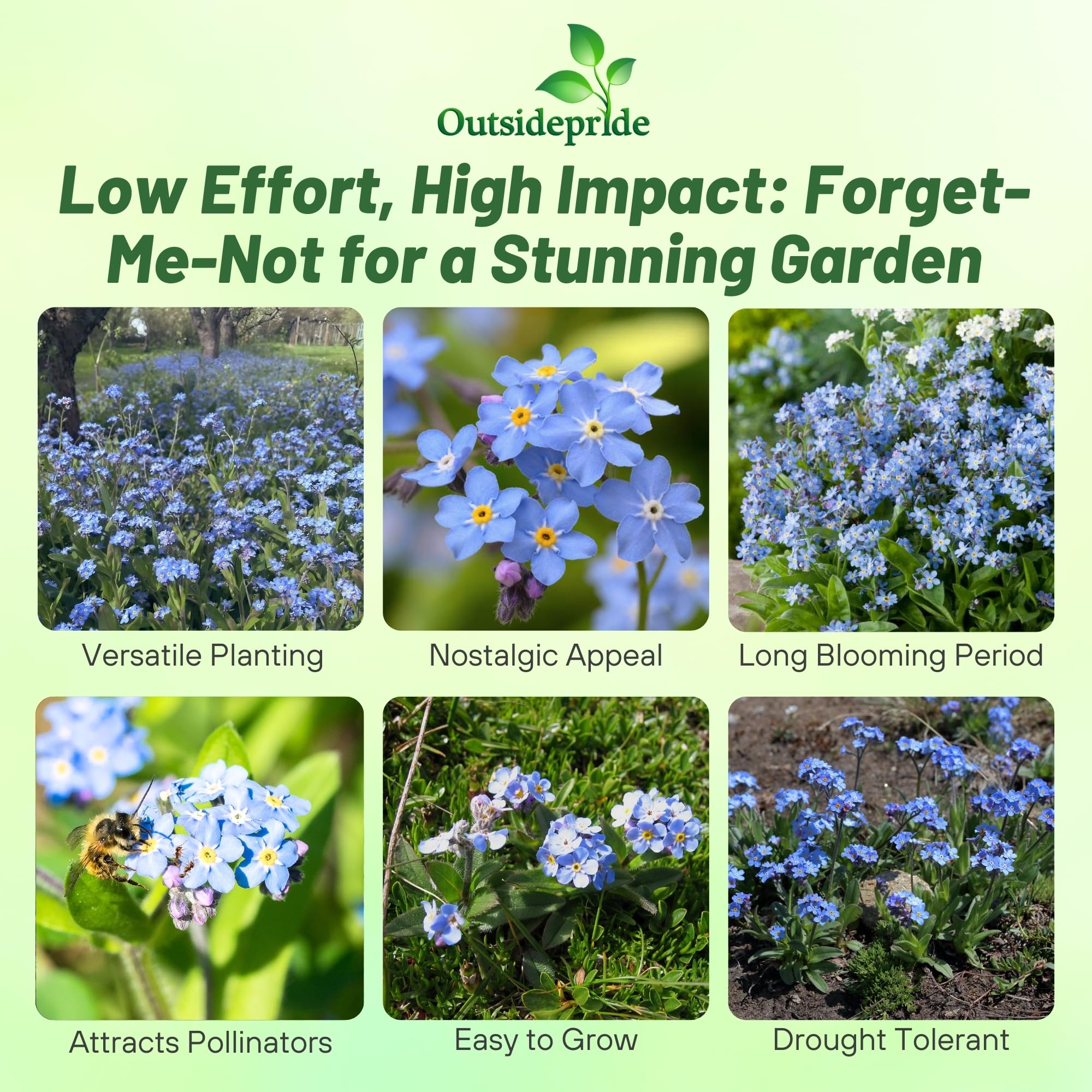 Outsidepride Blue Forget-Me-Not seeds reach about 12 inches tall, ideal for borders.
