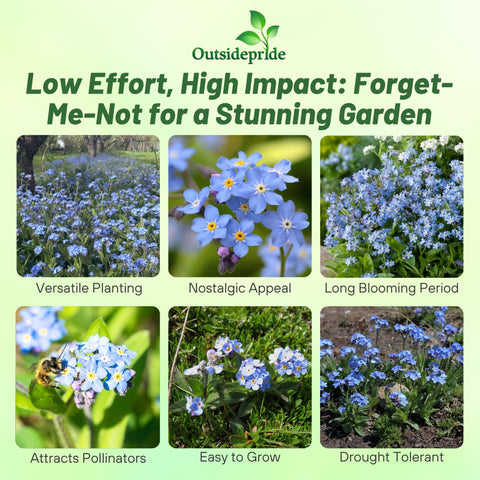Outsidepride Blue Forget-Me-Not seeds reach about 12 inches tall, ideal for borders.