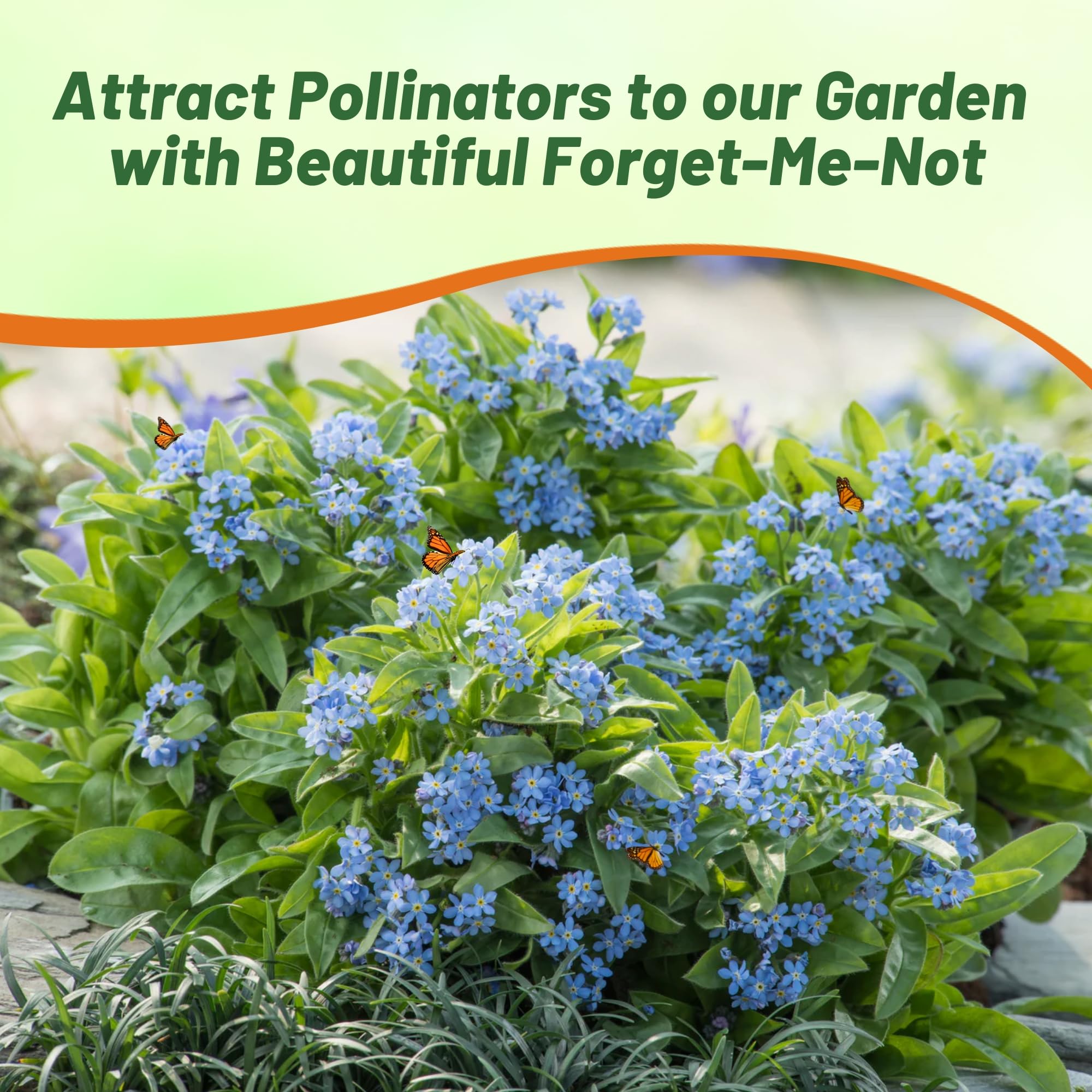 Outsidepride Blue Forget-Me-Not seeds work as ground cover in naturalized landscapes.