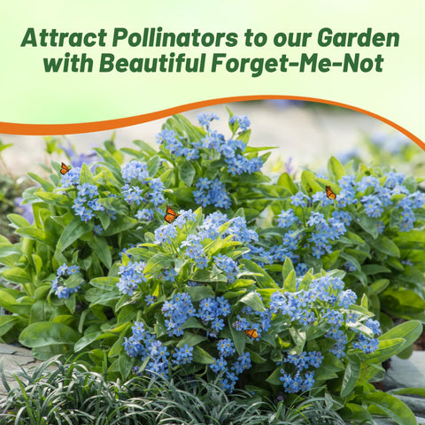 Outsidepride Blue Forget-Me-Not seeds work as ground cover in naturalized landscapes.