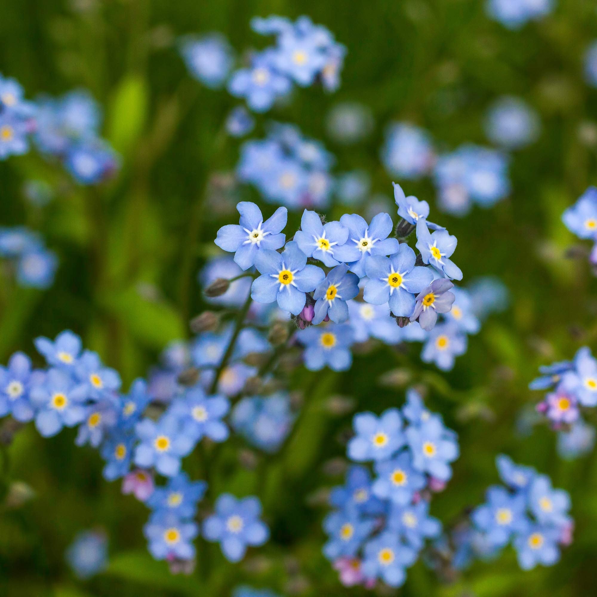 Outsidepride Blue Forget-Me-Not seeds suit memorial gardens and celebration décor.