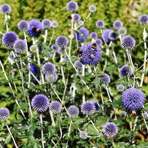 Outsidepride Blue Globe Thistle is deer-proof, suitable for low-maintenance landscapes.