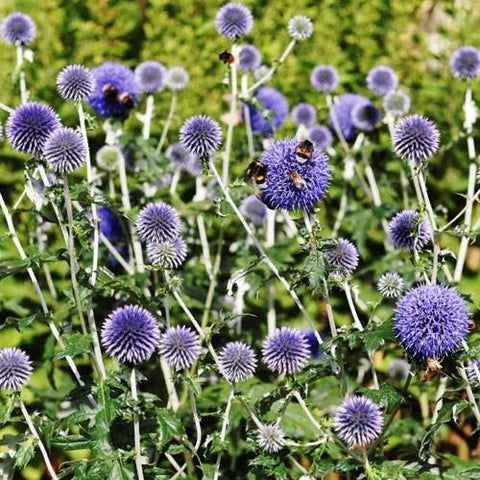 Outsidepride Blue Globe Thistle is deer-proof, suitable for low-maintenance landscapes.