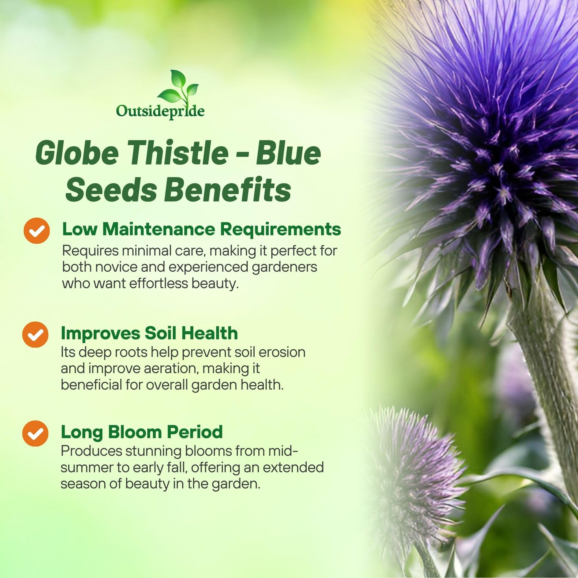 Outsidepride Blue Globe Thistle blooms add drought-tolerant color to xeriscape garden borders.