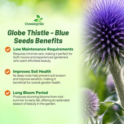 Outsidepride Blue Globe Thistle blooms add drought-tolerant color to xeriscape garden borders.
