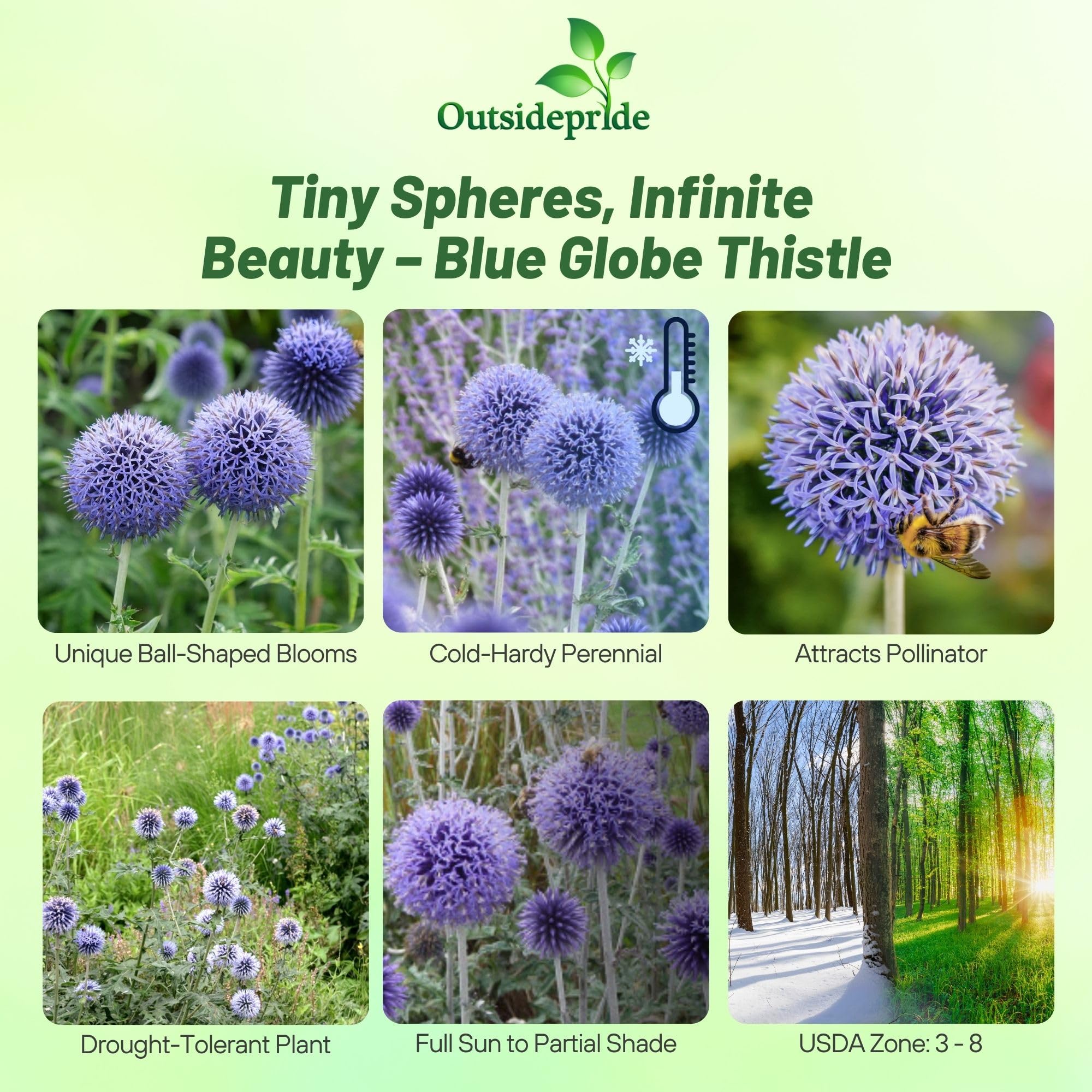 Outsidepride Blue Globe Thistle foliage stands tall with thistle-like leaves for dramatic texture.