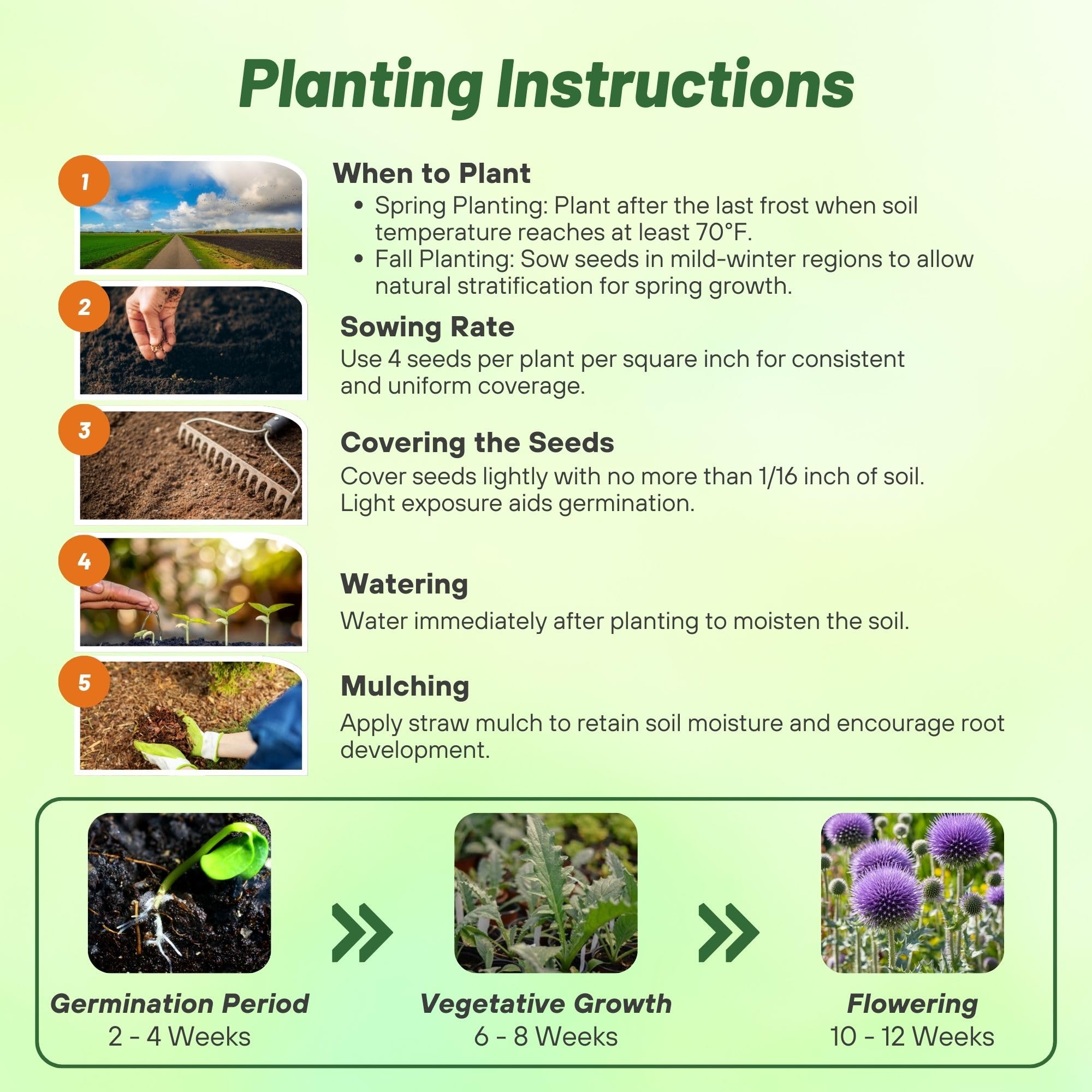 Outsidepride Blue Globe Thistle seeds germinate in 14-21 days under proper warmth.