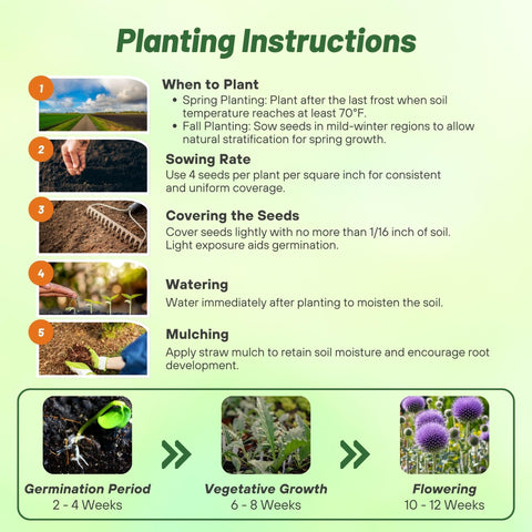 Outsidepride Blue Globe Thistle seeds germinate in 14-21 days under proper warmth.