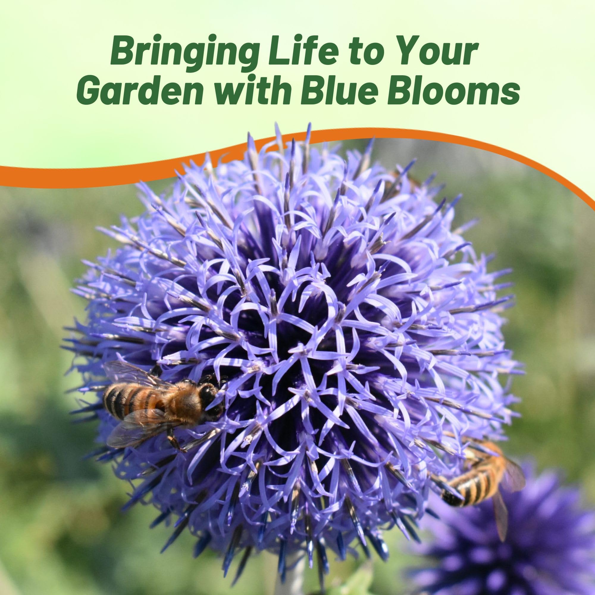 Outsidepride Blue Globe Thistle self-seeds for ongoing color year after year.