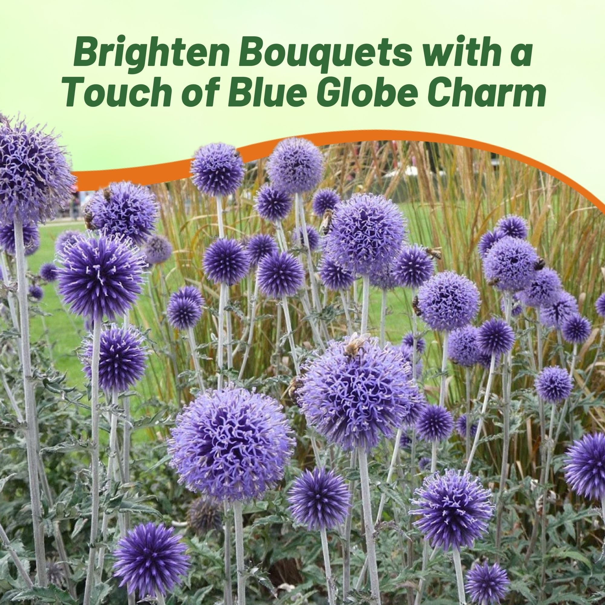 Outsidepride Blue Globe Thistle grows in USDA zones 3 to 8 in sunny, well-drained soil.