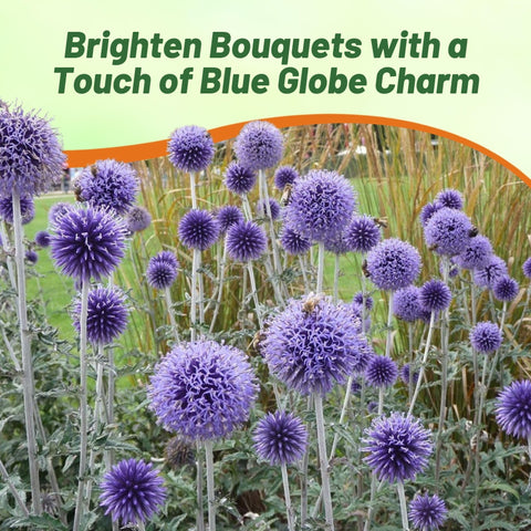 Outsidepride Blue Globe Thistle grows in USDA zones 3 to 8 in sunny, well-drained soil.