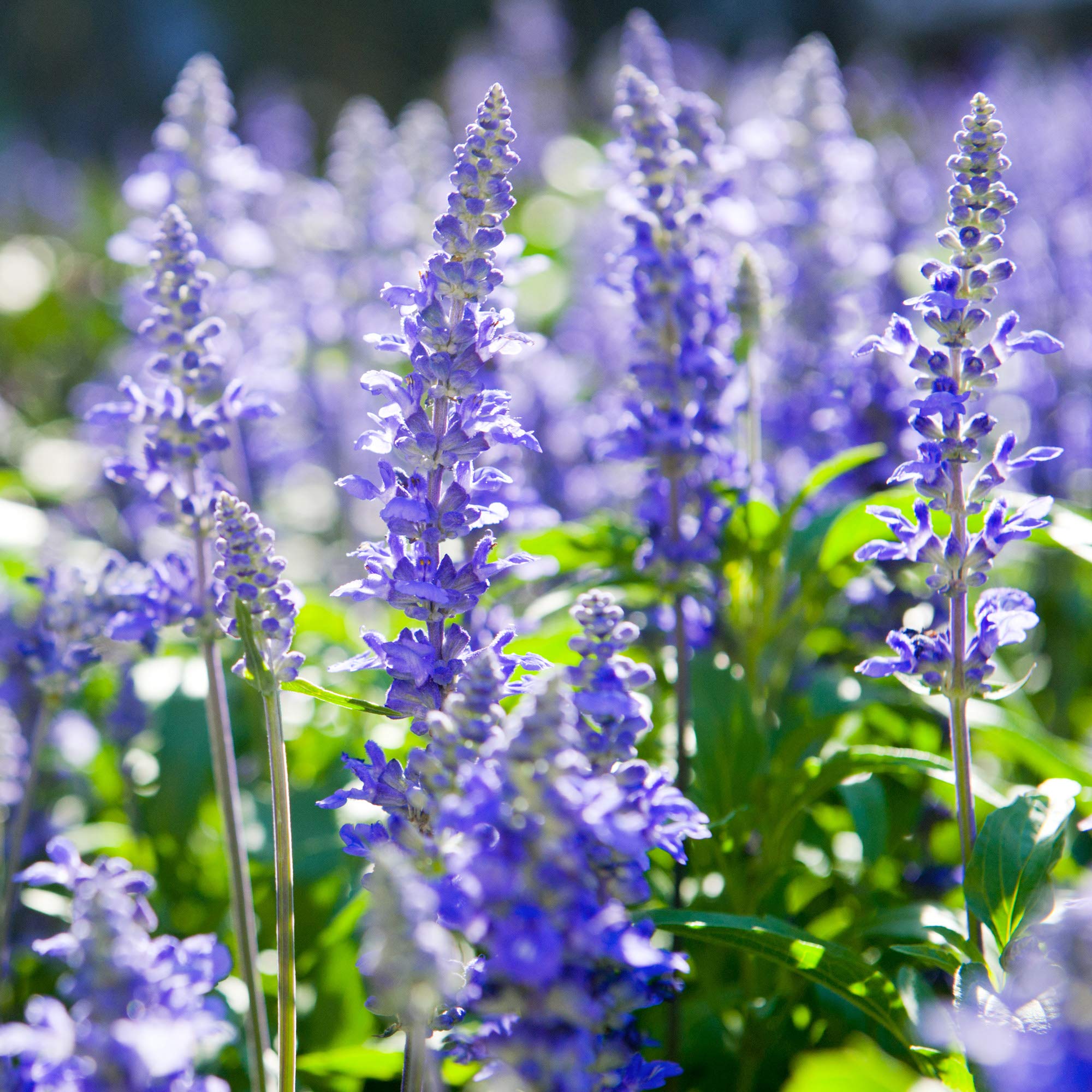 Outsidepride Blue Hyssop border planting for vertical interest and color