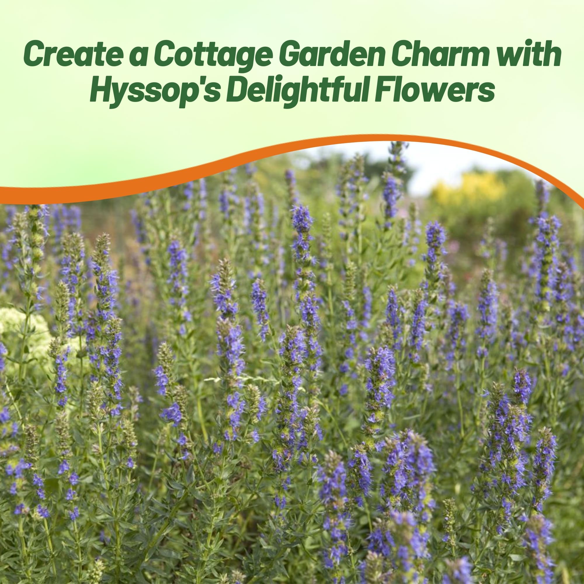 Outsidepride Blue Hyssop in a container garden setup on a sunny patio