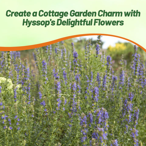 Outsidepride Blue Hyssop in a container garden setup on a sunny patio