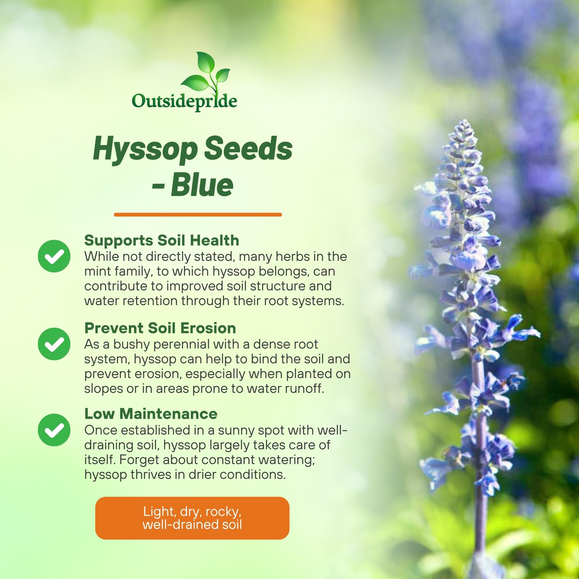 Outsidepride Blue Hyssop seedlings ready for transplanting in beds or containers