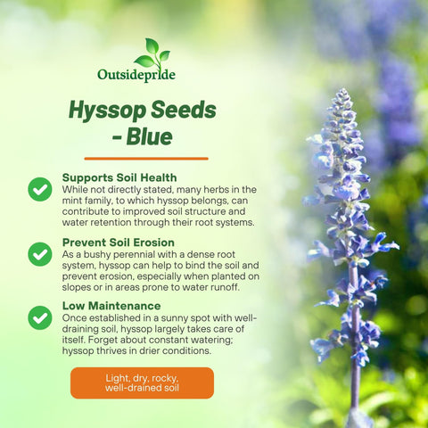 Outsidepride Blue Hyssop seedlings ready for transplanting in beds or containers