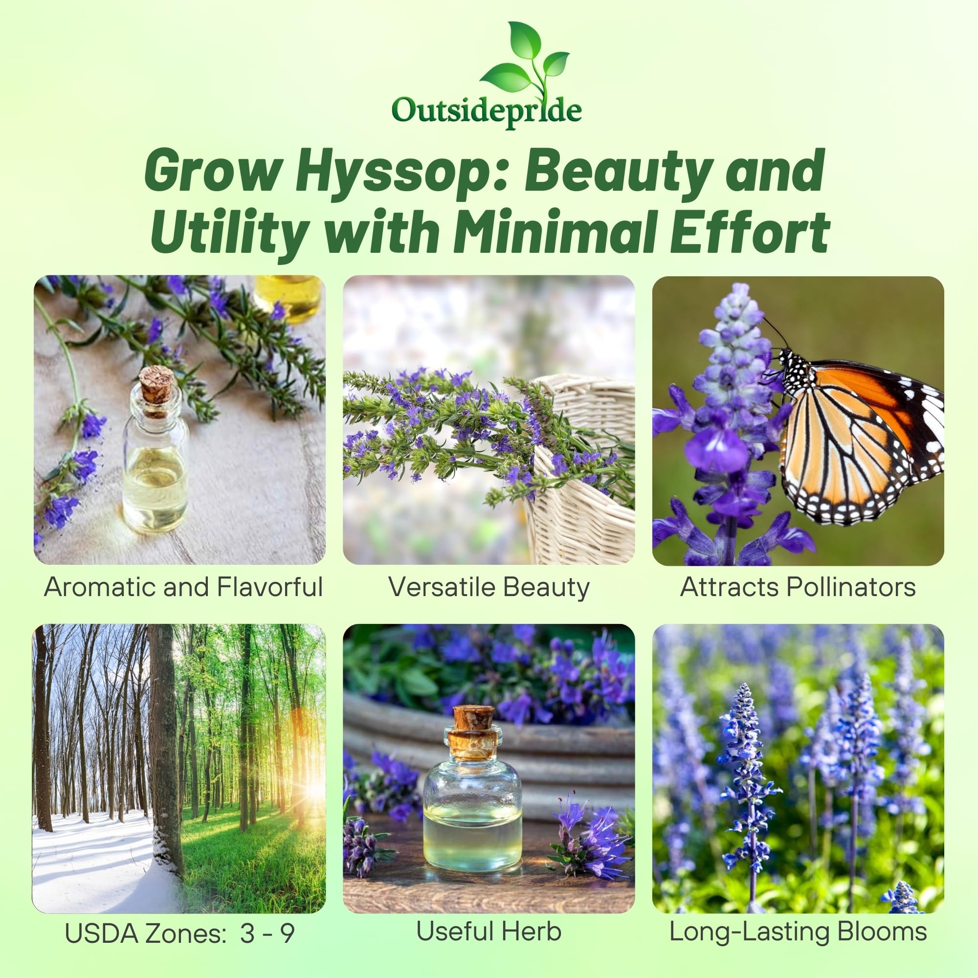 Outsidepride Blue Hyssop seeds germinating with potential for vibrant blooms