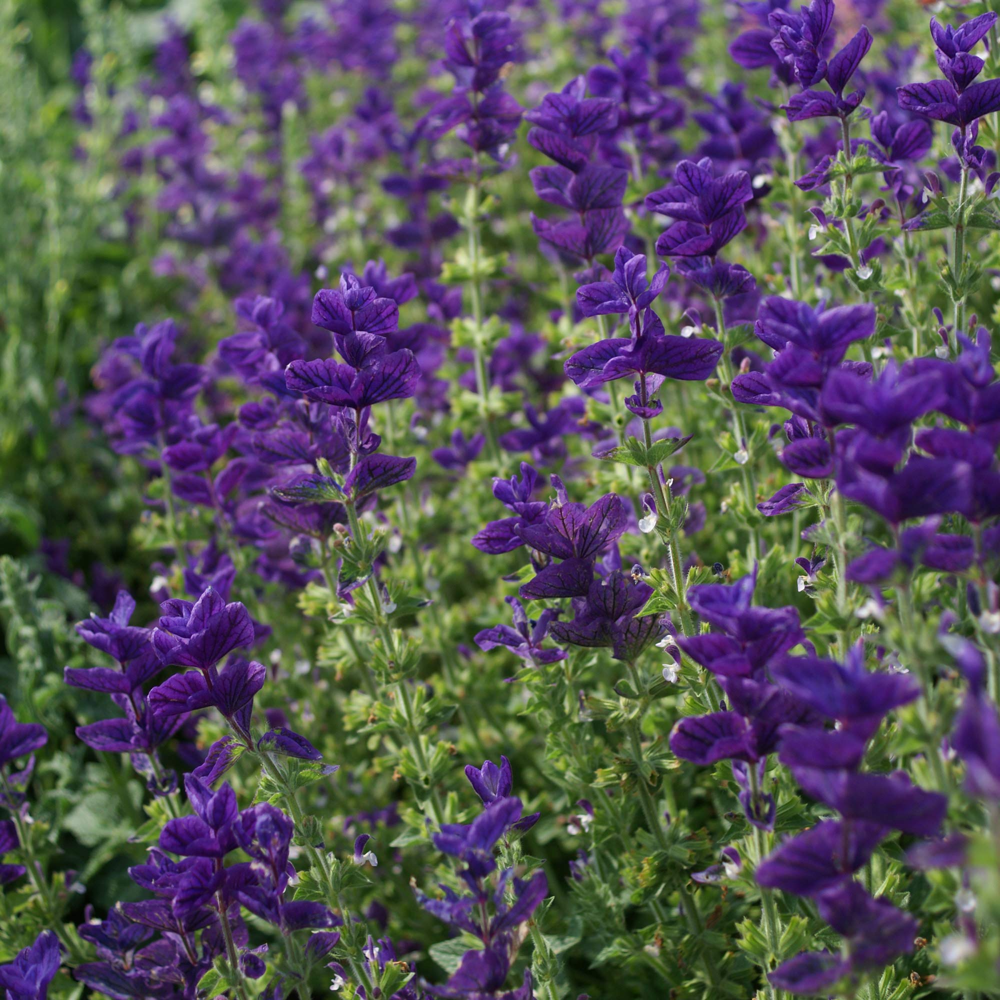 Outsidepride Blue Monday salvia annual meadow coverage for large-scale planting.