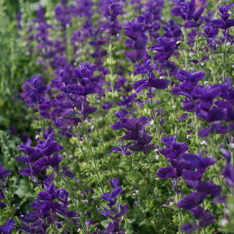 Outsidepride Blue Monday salvia annual meadow coverage for large-scale planting.