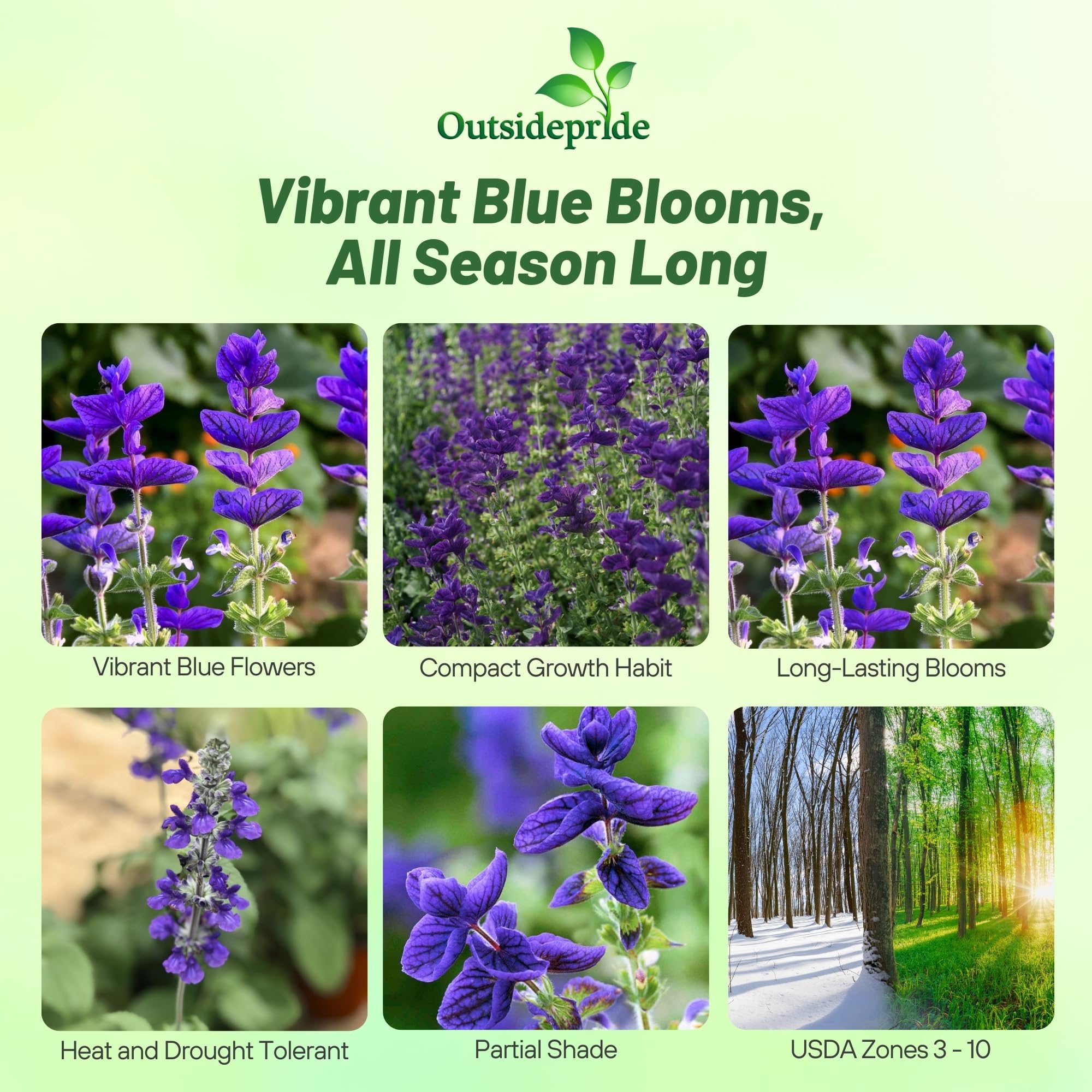 Outsidepride Blue Monday salvia blue blooms closeup showing vibrant color for borders.