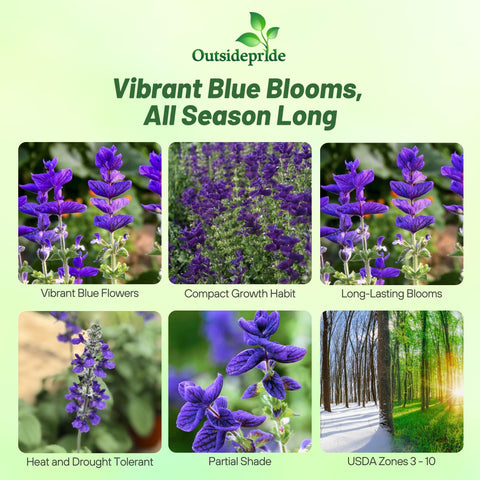 Outsidepride Blue Monday salvia blue blooms closeup showing vibrant color for borders.