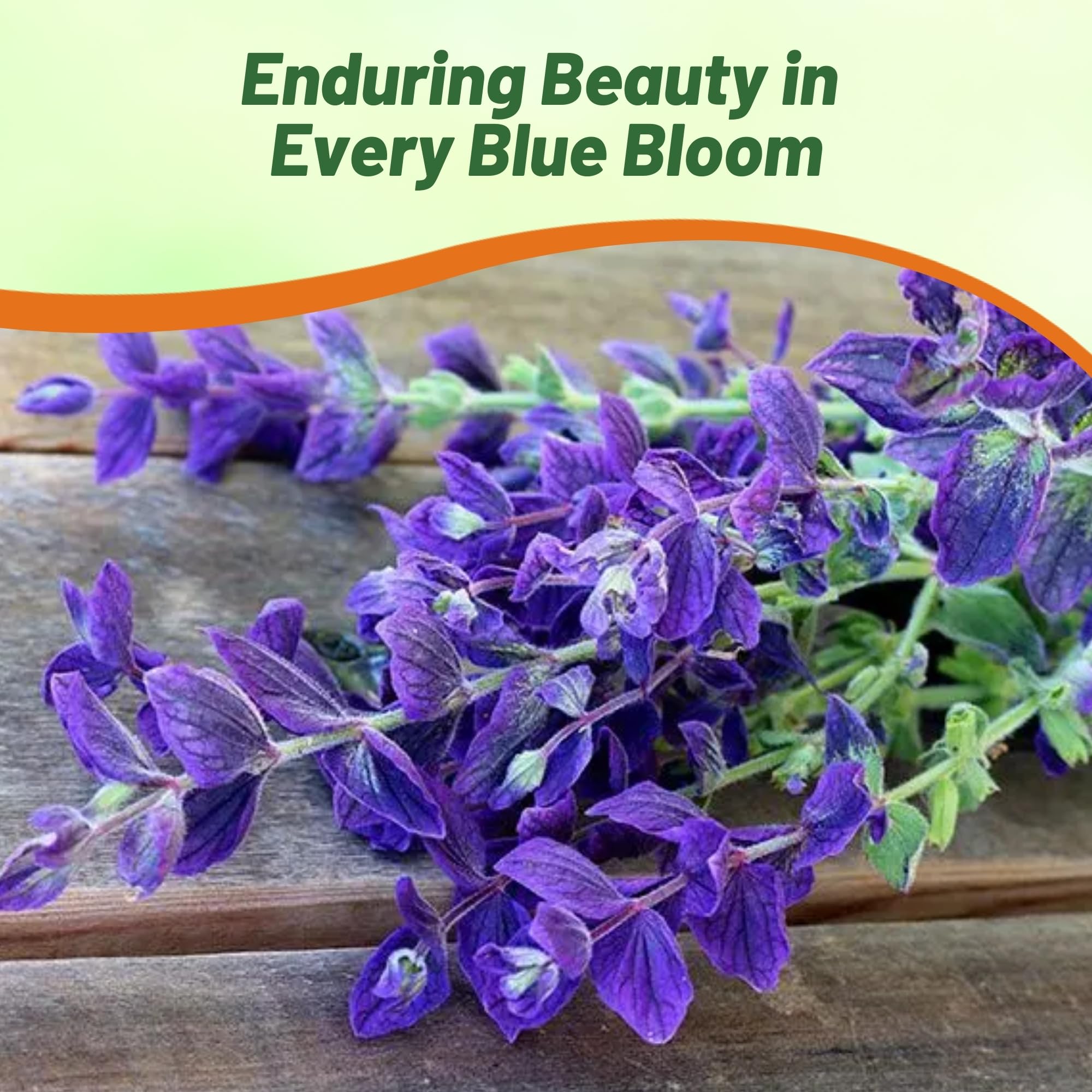 Outsidepride Blue Monday salvia garden border planting for colorful landscape edging.