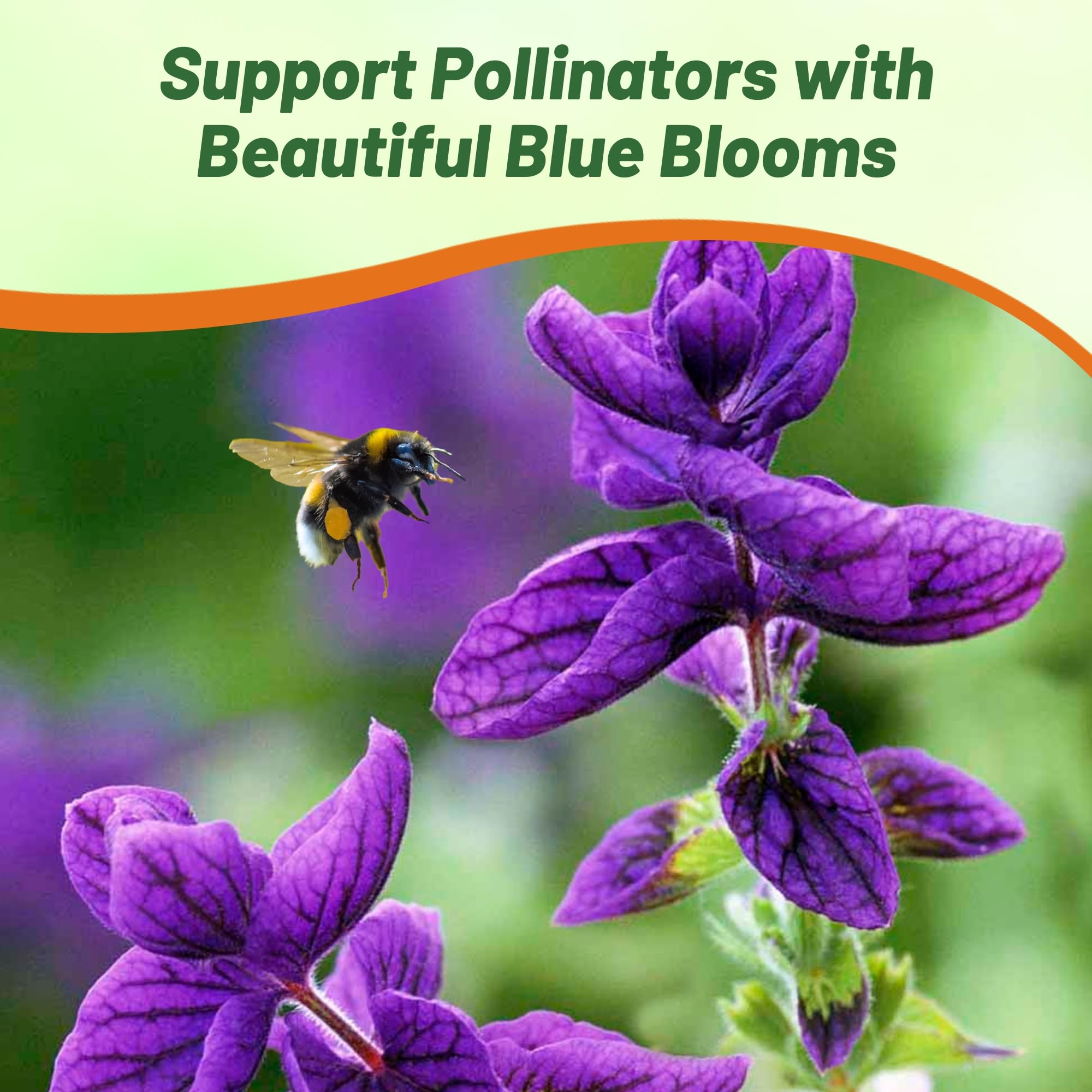 Outsidepride Blue Monday salvia attracts pollinators like bees and butterflies.