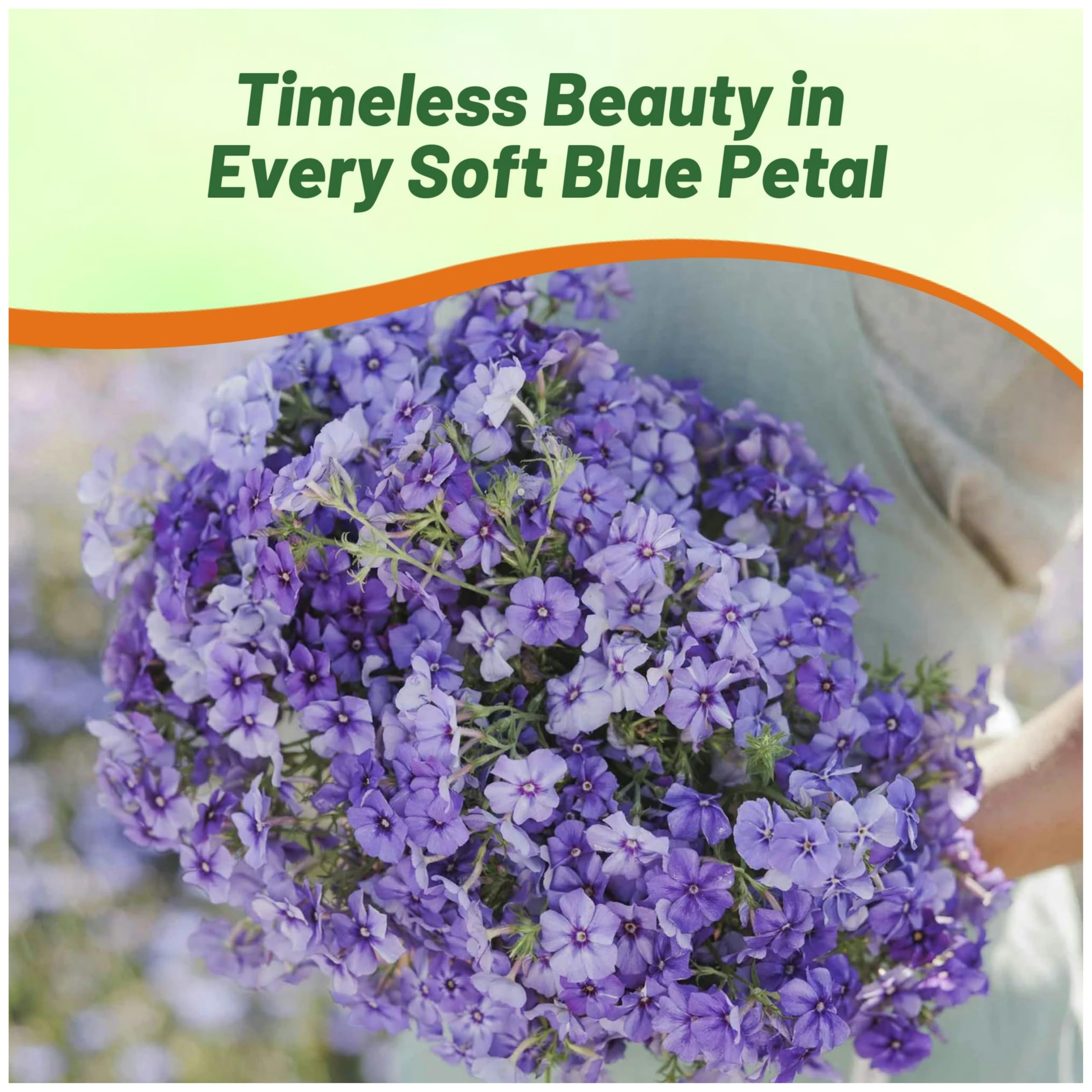 Outsidepride Blue Phlox Seeds suit borders and container displays.