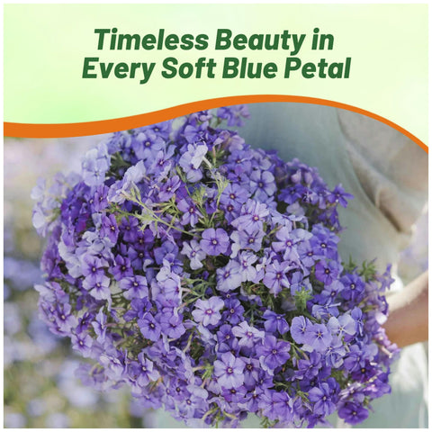 Outsidepride Blue Phlox Seeds suit borders and container displays.