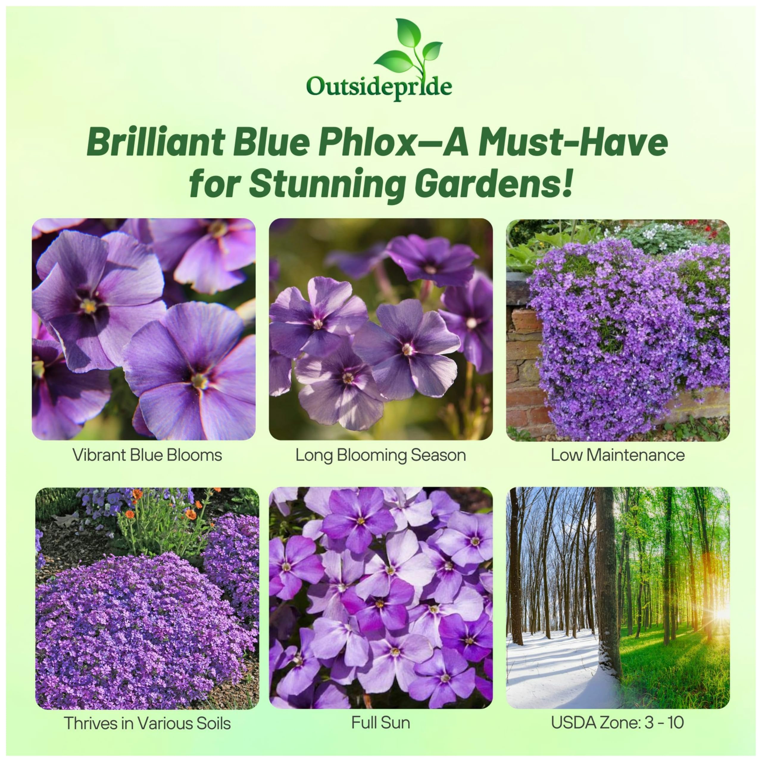 Outsidepride Blue Phlox Seeds grow compact plants ideal for small gardens.