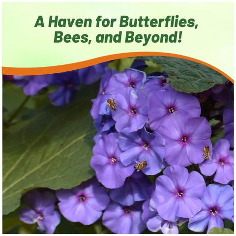 Outsidepride Blue Phlox Seeds thrive in sun to partial shade landscapes.