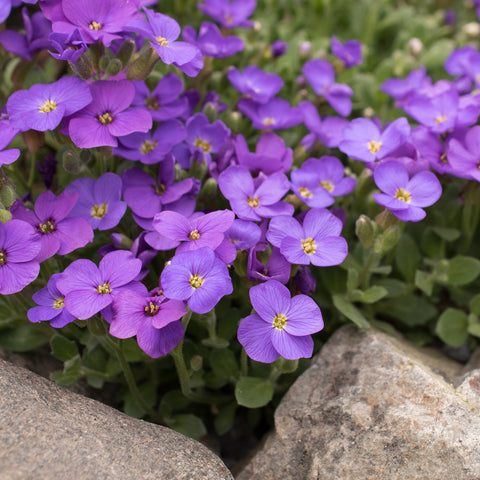 Outsidepride Blue Phlox Seeds offer deer-proof color and long-lasting blooms.