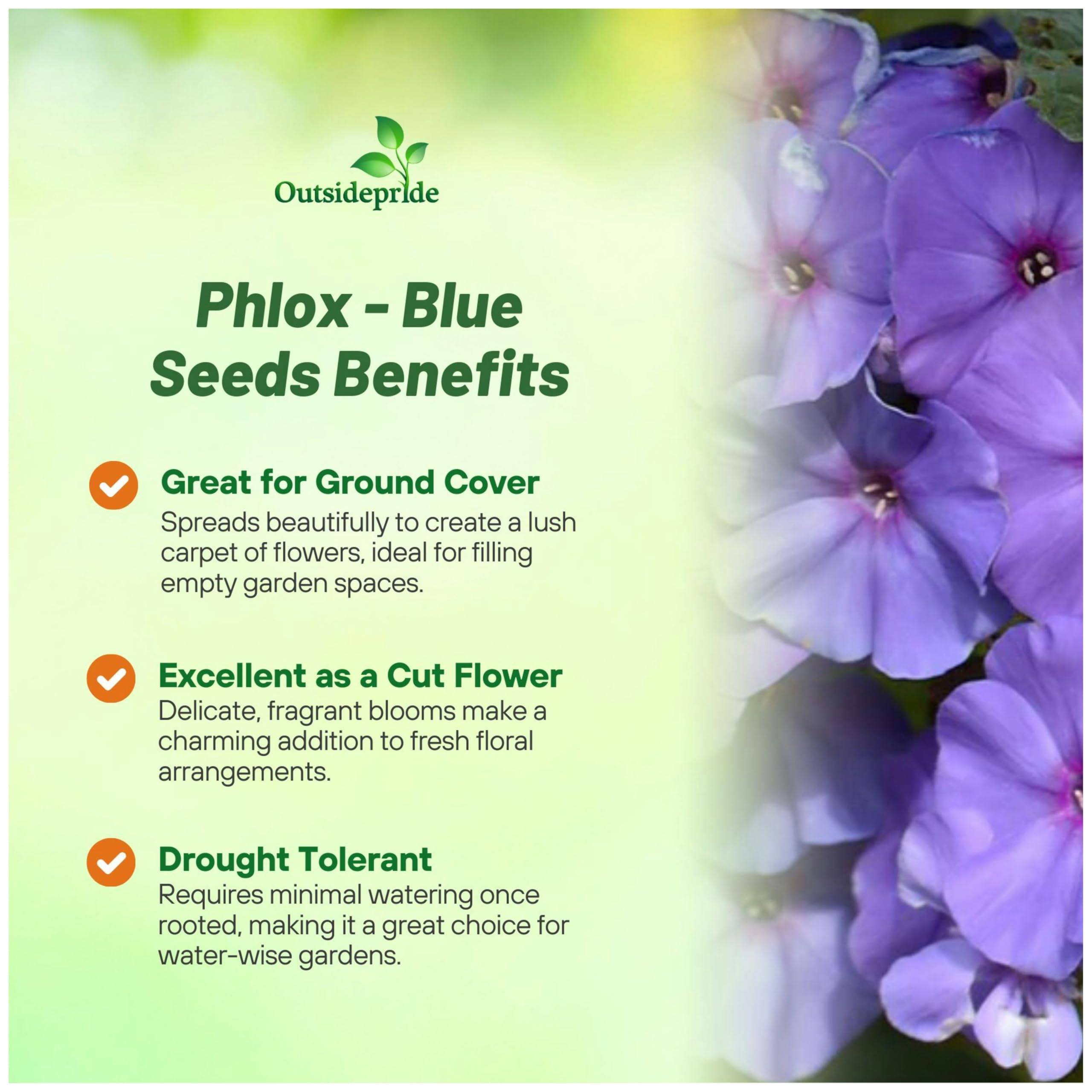 Outsidepride Blue Phlox Seeds are self-seeding for repeated color season after season.