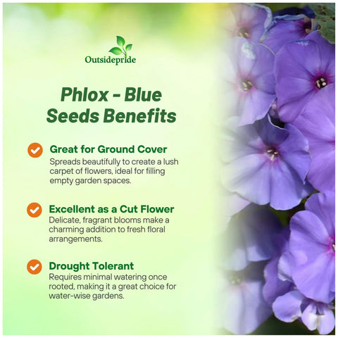 Outsidepride Blue Phlox Seeds are self-seeding for repeated color season after season.