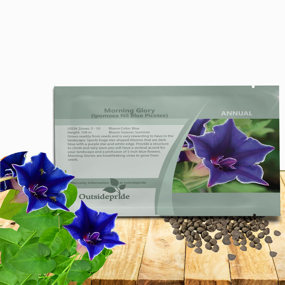 Outsidepride Blue Picotee Morning Glory bloom close-up with blue petals and white edges for vertical gardens.