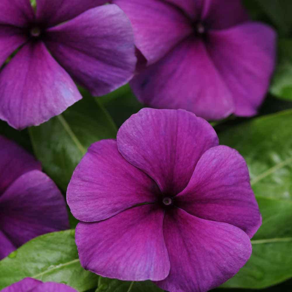 Outsidepride Blueberry Periwinkle seeds full bloom violet flowers in landscape.