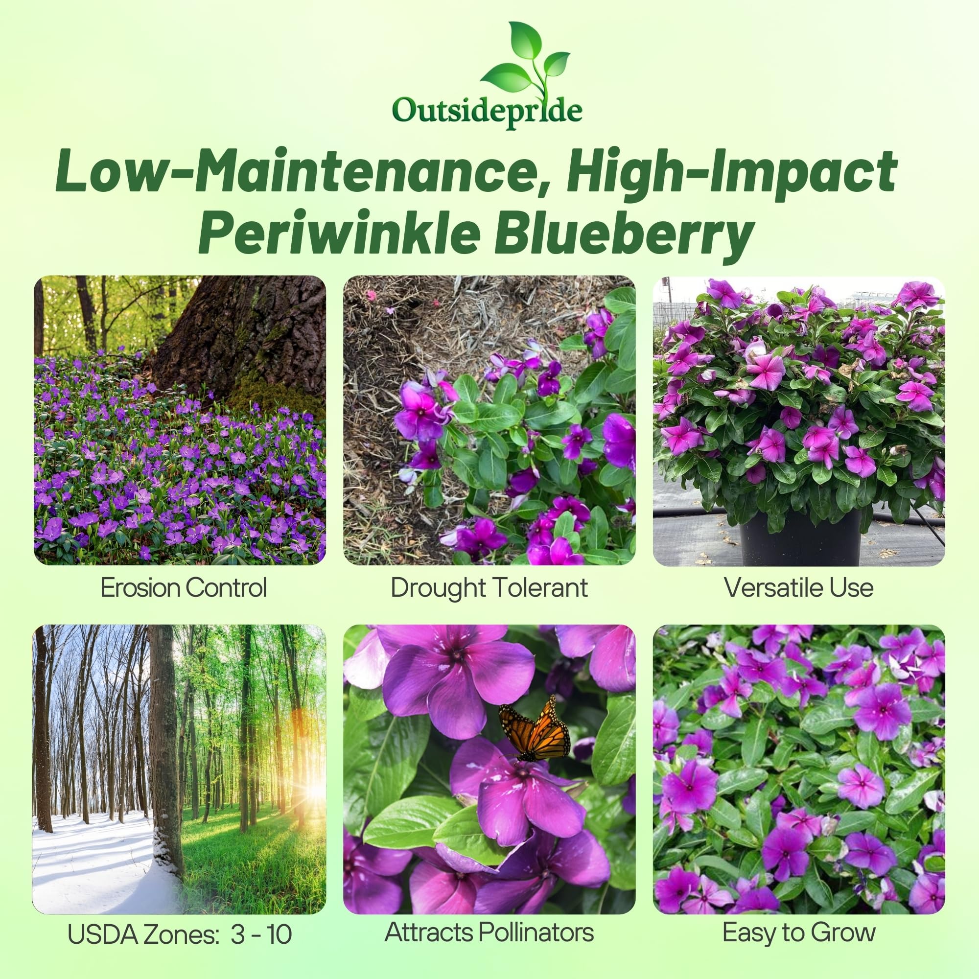 Outsidepride Blueberry Periwinkle seeds packet back with sowing tips and guidance.