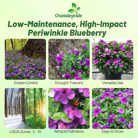 Outsidepride Blueberry Periwinkle seeds packet back with sowing tips and guidance.