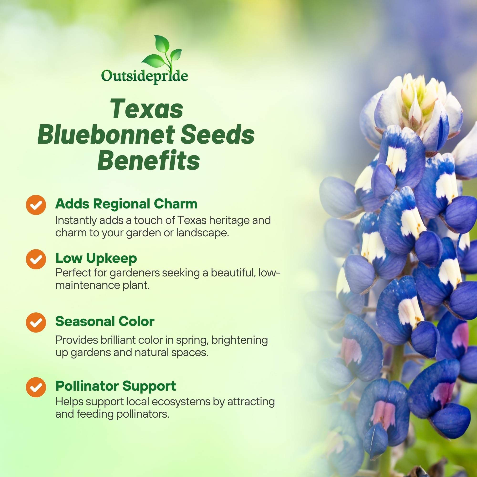 Outsidepride bluebonnet seedlings thriving in full sun